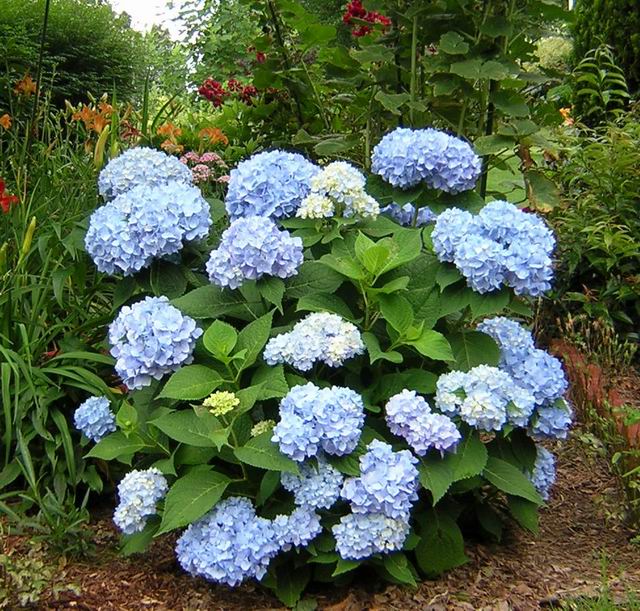 hortensia